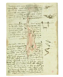 Codex sur le vol des oiseaux, Folio 17 verso